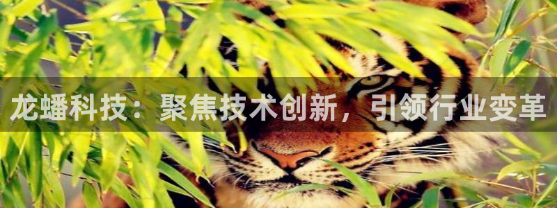 龙蟠科技：聚焦技术创新，引领行业变革
